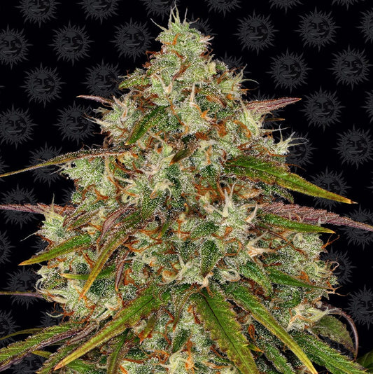 Barney's Farm Liberty Haze