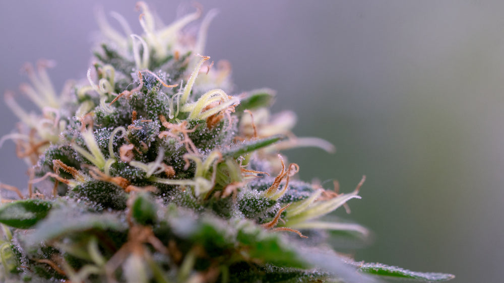 White Widow kukinto