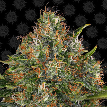 G13 Haze Regular Barney's Farm