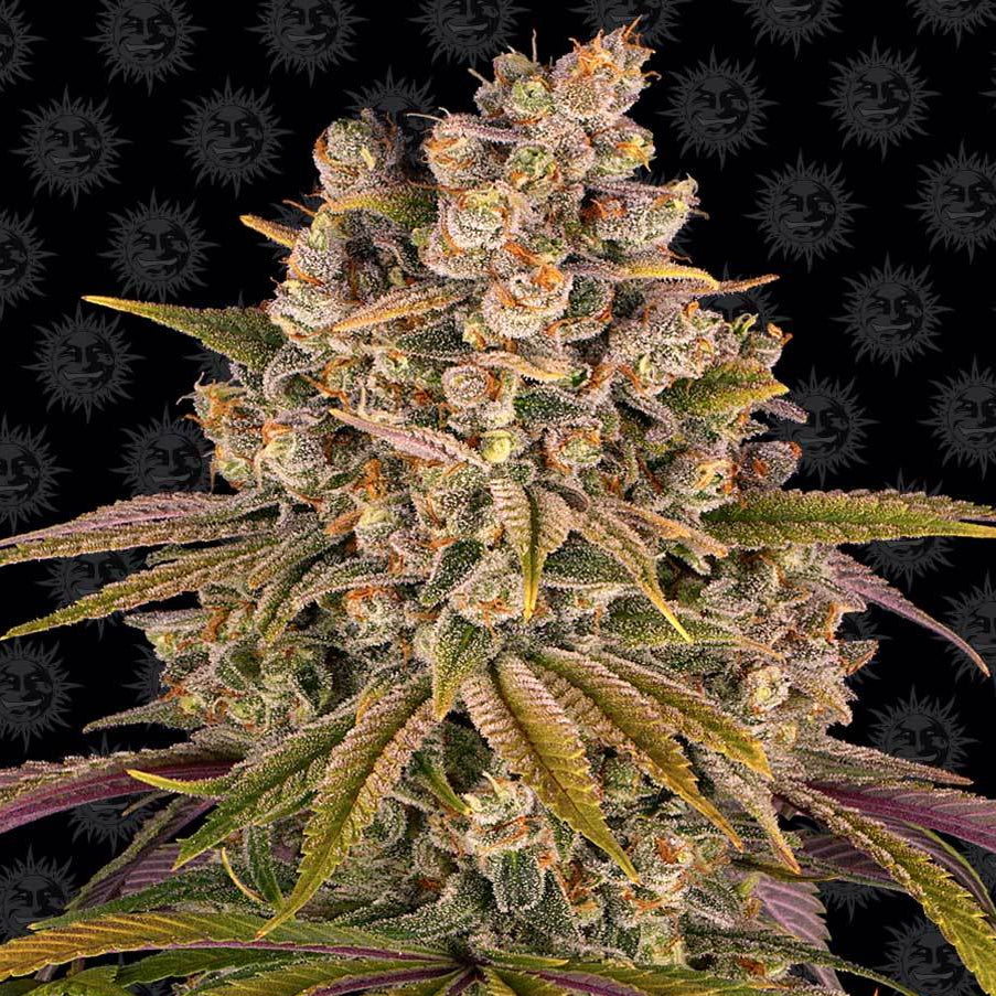 Barney's Farm Lemon Tree