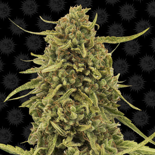 Widow Remedy Regular Barney's Farm