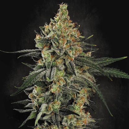 Mendo Creme Paradise Seeds