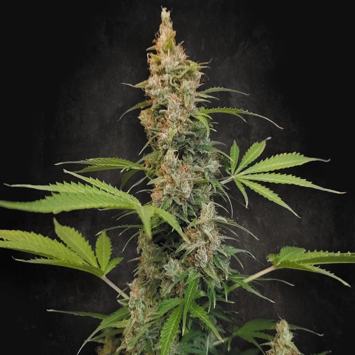 Pandora Paradise Seeds
