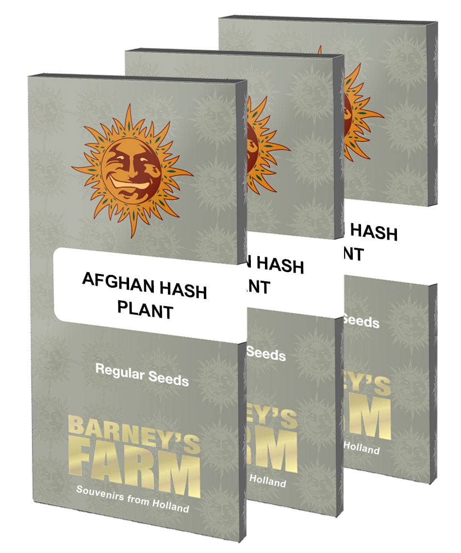 Afghan Hash Plant Regular