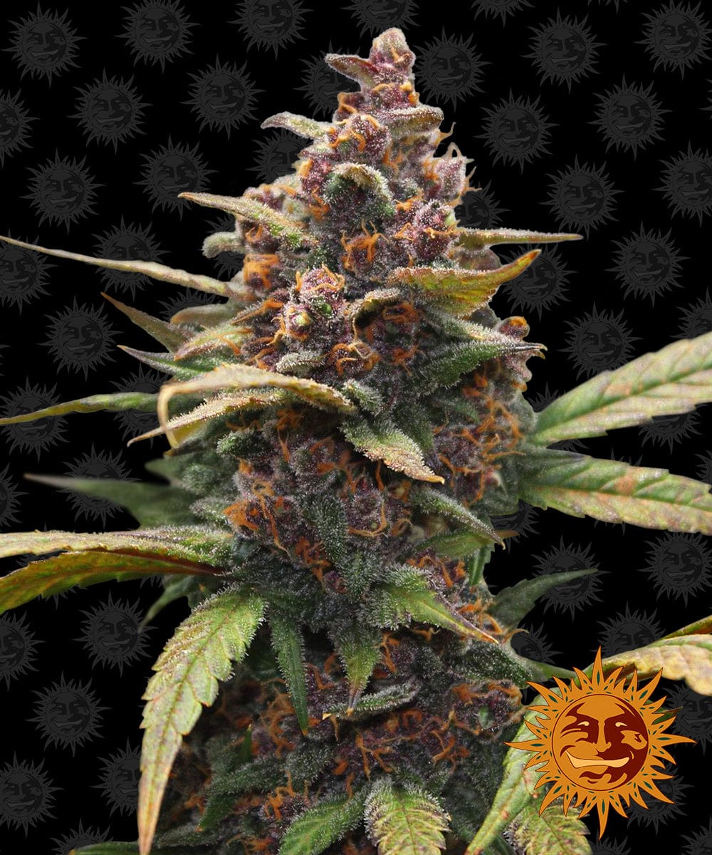 Barney's Farm Ayahuasca Purple