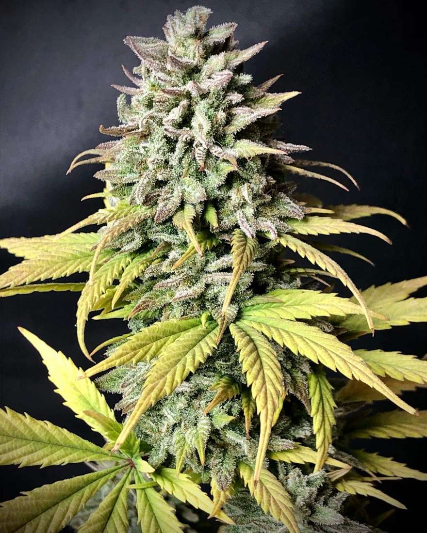 Fast Buds Tropicana Cookies Auto