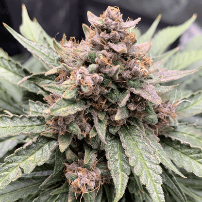 Mephisto Genetics Forgotten Strawberries Auto