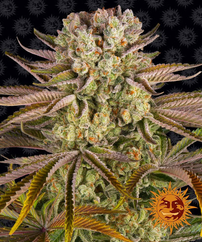 Barney's Farm Pineapple Express