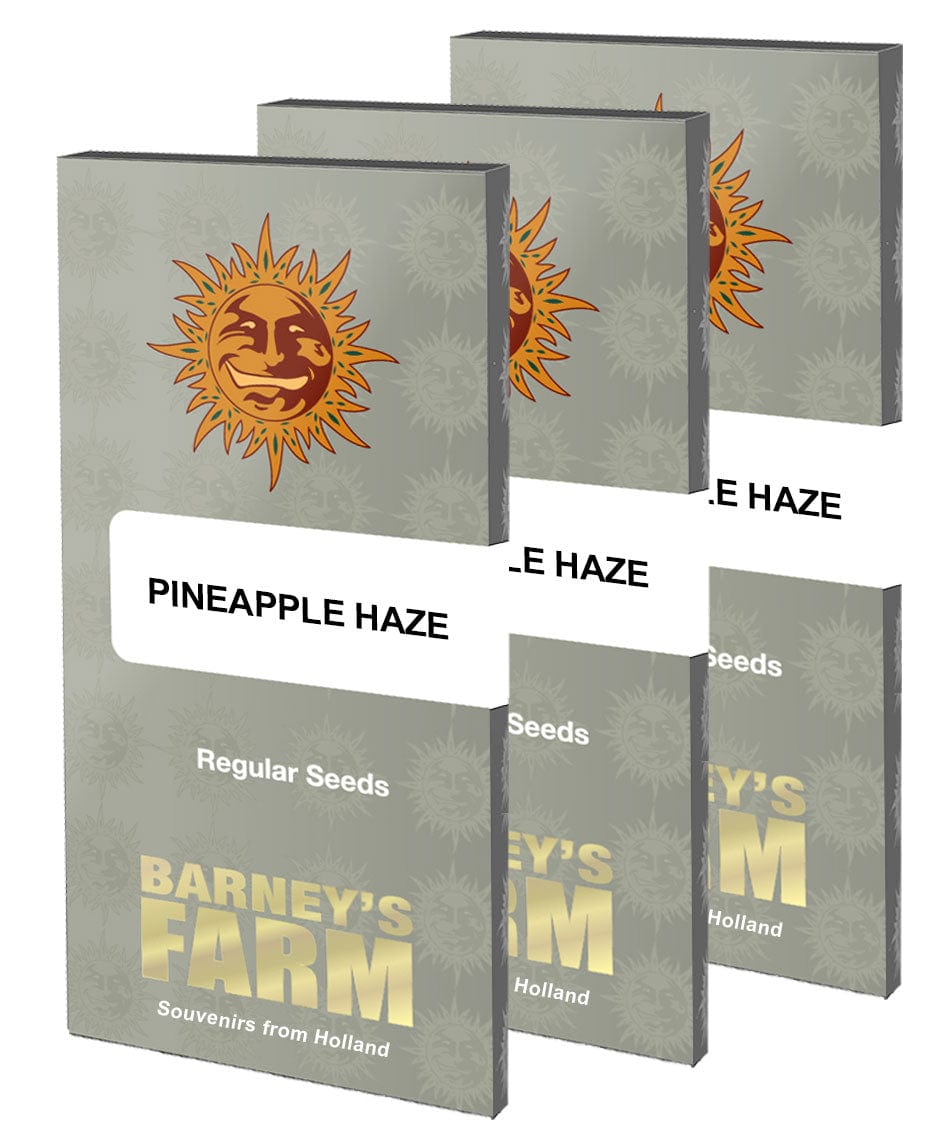 Pineapple Haze Regular
