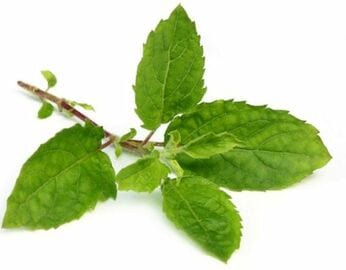 Tulsi 15 g